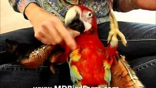 Quatro Macaw