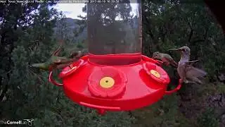 Foraging Rufous Hummingbird Flashes Iridescent Orange Throat Patch &ndash; August 18, 2017