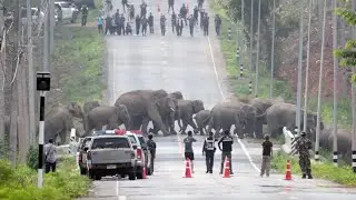 Elephant Family Stop Traffic To Cross Road