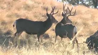 Looking at non-resident and resident deer hunter numbers in Montana