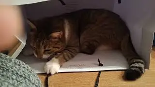 Cat vs bag handle cord thing