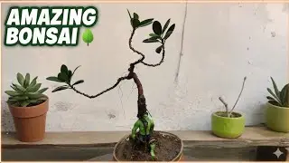 How to make a Ficus Bonsai🌳??? #bonsai #shortsfeed #shorts #shortsvideo #viralvideo #viralshorts