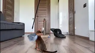 Copyright free playing cat video | Free Stock footage | Royalty free | No copyright videos youtube