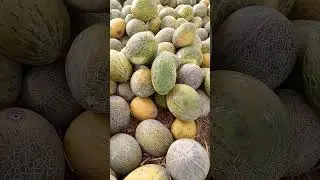 Fresh Cantaloupe Fruit # Shorts