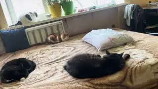 Кошачье утро. Расслабьтесь. Забавное видео с кошкой для расслабления и хорошего настроения. Рассл...