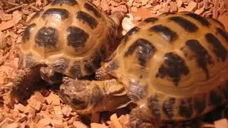 Tortoise mating season