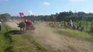Mekepung Champion | Buffalo Race from Jembrana - Bali