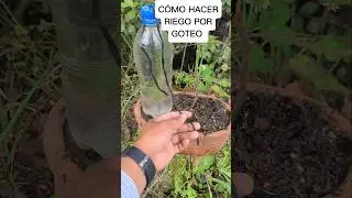 C&oacute;mo hacer riego por goteo con un cord&oacute;n y buena botella #plantas #agricultura #jardin