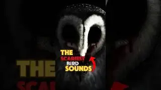 Top 5 Terrifying Bird Sounds in the world.