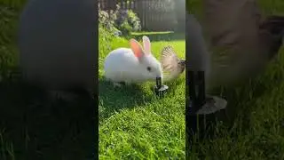 &ldquo;Rabbit Saves a Little Bird from the Garden Sprinkler 🐰💦🐦&rdquo;