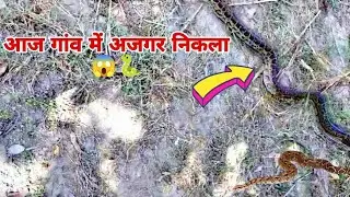 Python found in the village 😱🐍|| ye kya ho gya 😰 #ajaykvlogs #villagelife  #snakeinvillage