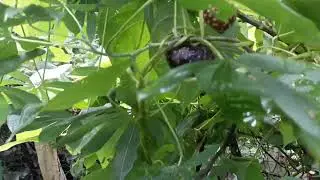 erva medicinal  contra  diabete
