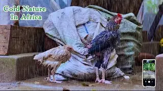 Beautiful Rain Nature 🌧️In Africa (Creativity Video)