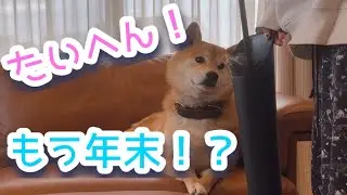 ズボラな飼い主に呆れて掃除を見守る柴犬兄弟 #柴犬 #shibainu 