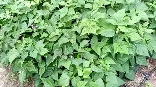 Potager ancestrale - avancé : petit tour - octobre  #34