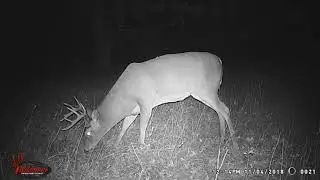 Trail Cam pics of Whitetail deer.