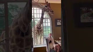 Giraffe Manor: An unforgettable breakfast.