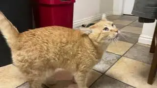 Cat begs for food