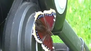 Bab&ocirc;čka osikov&aacute; - Nymphalis antiopa - Babočka osikov&aacute; - Mourning Cloak - Camberwell beauties