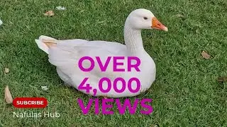 The Surprising Benefits of Geese Farming in Kenya, #geese