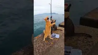 Cat Fails 😂😂😂