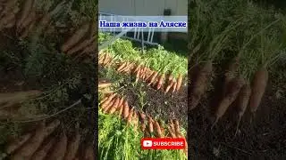 Alaska, HARVEST THE CARROT 🥕 Anchorage, USA