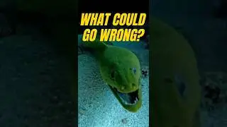 Scuba Diver Finds a Pet #scubadiving #shorts