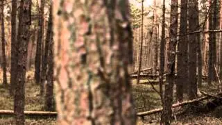 Forest Chase 2 - Free Footage - Full HD 1080p