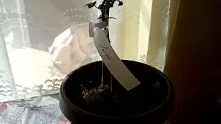 Lamai Rezistent la &Icirc;ngheț !!! Poncirus Trifoliata Anul 1, Lamai rezistent la Ger!!!