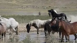 Stock Video - Wild horses wading in pond as others run and kick