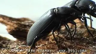 Darkling Beetle (Zophobus moria) searching for an oviposition site