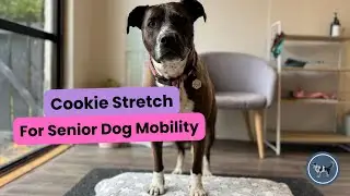 Cookie Stretch for Senior Dogs | Paws Up Exercise for Mobility, Flexibility & Strength in Old Dogs