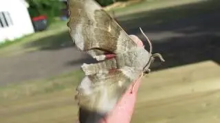Poplar Hawk Moth