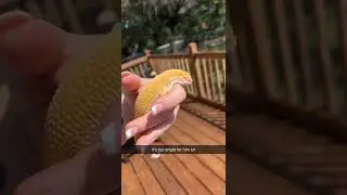 Albino leopard gecko 🦎