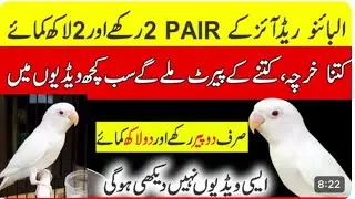Albino red eyes business plan | albino red eyes feasibility | albino red eyes price?