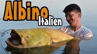 Sommerangeln in Italien am Lago Superiore // Livedrill 2+ Albinowaller / Wallercamp Amici del Siluro
