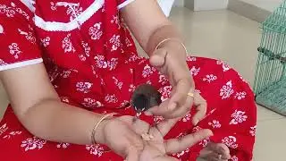 Rescue bulbul bird best food more video kiwi&bulbul like and subscribe my channel @kiwidaparrot1904