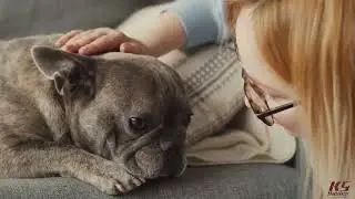 Why Your Dog Deserves Better Training Than Reddit Advice