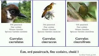 &Eacute;an, ord pasaireach, fine ceolaire, chuid 1 garrulax heterophasia actinodura fulvetta cettia major