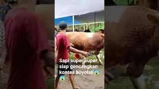 sapi super super siap menggoncang kontes sapi Boyolali 😱😱😱 #music #peternakmuda #peternaksejahtera