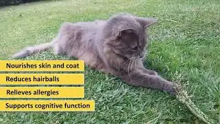 Nodens Omega 3 Fish Oil for Cats