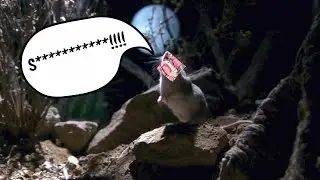 Ironmouse Mating Season (Documentary Edition)