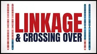 Linkage & Crossing Over Explained | Morgan, Fruit Flies, Genetic Maps & Recombination