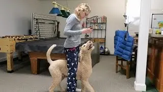 SERVICE DOGS ARE ALWAYS IN TRAINING! (4.4.16)
