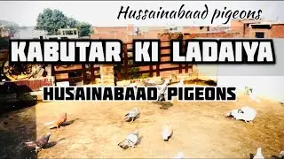 Kabutar Ki Zabardast Ladaiya ❤️🕊️ | Hussainabad Pigeons