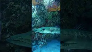 Slim fish surprises me with his lurking place #funny #reef #shorts