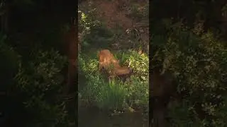 Heartwarming Moment: Deer Mother and Fawn in the Wild
