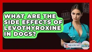 What Are The Side Effects Of Levothyroxine In Dogs? - Ask A Pet Vet