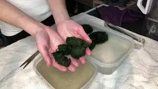 Moss Ball Propagation