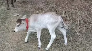 Cow Funny Videos 🥺 Fear Of The Little Bullock